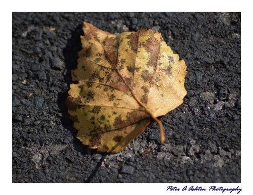130915 leaf